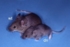 Mice_Teaser