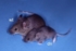 Mäuse_Teaser