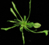 Arabidopsis Teaser