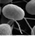 Chlamydomonas, Alge