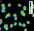 Bacteriocine_fluoreszenzmikroskopische_Aufnahmen_Teaser.png