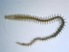 Platynereis-adult2