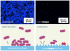 nanoshape_Bild_2.png