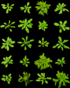 Different Arabidopsis plants (Photo: Max Planck Society)