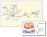 Nerve_Synapsen