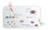 Schema der Abwehrkette eines Prokaryonten mit CRISPR/Cas. Gezeigt ist die Integration eines Phagengenoms in den CRISPR-Array und eine Infektion eines anderen Phagen, dessen Genom bereits im Array "bekannt" ist. Das eingeschleuste Erbmaterial wird jedoch sofort durch den entsprechenden CRISPR/Cas-Komplex zerstört.