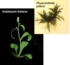 Modellorganismen Ackerschmalwand (Arabidopsis) und Kleines Blasenmützenmoos (Physcomitrella)