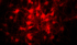 Astrozyten Optogenetik