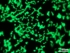 Fluoreszierende_Zellen.jpg