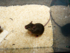 Maus im Käfig eines Tierversuch-Labors