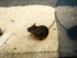 The photo shows a mouse in a cage.
