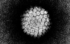 HB Virus_Teaserbild, Hepatitis