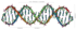 DNA-Doppelhelix_Symboldbild Gendiagnostik
