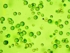 Microscopic image of microalgae, they appear as small green circles.
