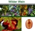 BioPRO_Wildreben.jpg