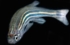 Zebrafisch