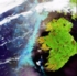 Algenblüte vor Irland