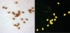 Arabidopsis_Samen.jpg