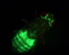 Die-Fruchtfliege-Drosophila.jpg