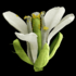 Arabidopsis thaliana flower