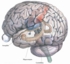 Hippocampus