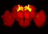 Drosophila Gehirn
