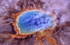 Ein Vulkankrater im Yellowstone National Park: Der See in der Mitte ist von einem orange leuchtenden Ring aus Algen und Bakterien umgeben, die sich an die extrem heiße Umgebung physiologisch angepasst haben. <br /> <br />