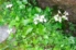 Arabidopsis-pedemontana