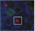 Bildschirmfoto_2015-10-30_um_13.26.3811.png