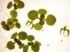 Arabidopsis_seedlings_growth_in_vitro.jpg