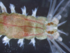 Platynereis