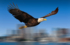 Bewegungssehen visuellen Verfolgung bewegenden Objekt Bewegung Netzhaut Augen Vogel_Teaser