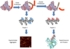 Peptide_Genese_Multifunktionalität Proteasen erschaffen eine strukturelle und funktionelle Vielfalt der Peptide, die noch manche Überraschung parat halten dürfte.