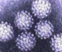 Human papillomaviruses - electron microscope photo