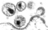 HIV-Virus