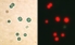 Synechocystis