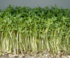 Gartenkresse