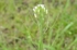 Pflanze mit kleiner weißer Blüte, die Acker-Schmalwand