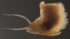 Marisa-Schnecke2