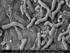 Arthrobacter (Feinstaub)