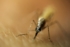 02_Anopheles_stephensi.jpg