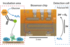 Biosensor_CRISPR_Dincer.png