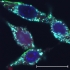 Fluoreszenz_Silica-Nanopartikel.jpg
